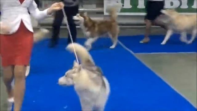 юниоры смотреть онлайн