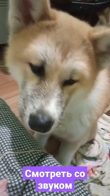 Собака прикольно чавкает! Смотреть со звуком!!! смотреть онлайн