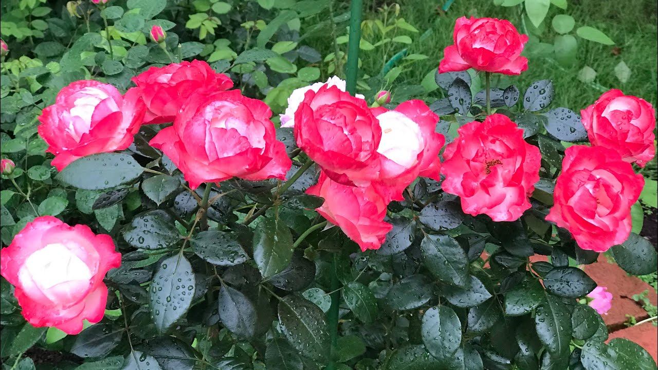 Розы. Они покорили мое сердце : Pullman Orient Express, Barone Edmond de Rothschild, Nostalgie. смотреть онлайн