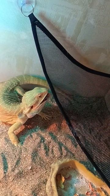 Абрик.Бородатая агама.ящерица.Ящерка