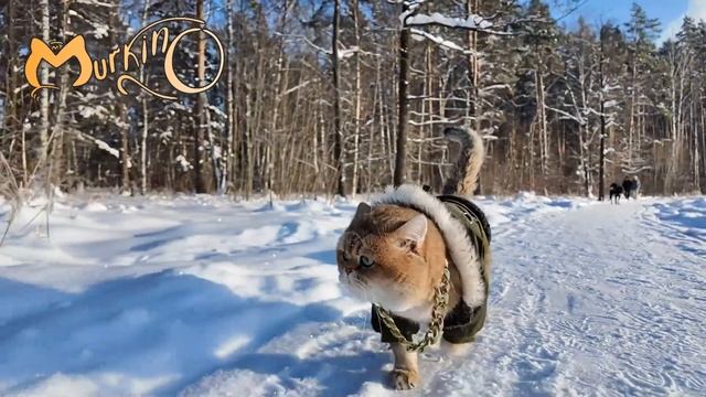 Еще один кирпич в стене #animals #cat #catlover #cutebaby #котики #cute #funnycats #animalshorts смотреть онлайн