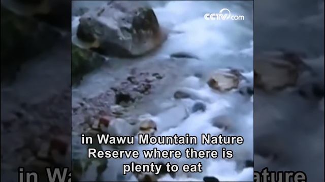 Scores of Tibetan macaques scavenge for food | CCTV English смотреть онлайн