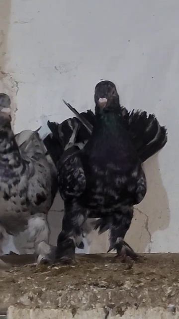 ⚫️Чёрный мрамор #голуби#бакинскиеголуби смотреть онлайн