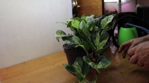 Эпипремнум Хэппи Лиф, роскошный и неприхотливый