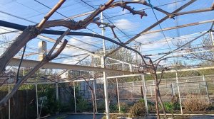 Почки начали просыпаться, виноградник Король В. Н. г.Краснодар 06.04.25г.