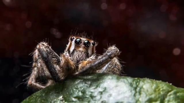 حبي حملة منا لان الفايبر ما يتحمل اكثر من 16 ميجا