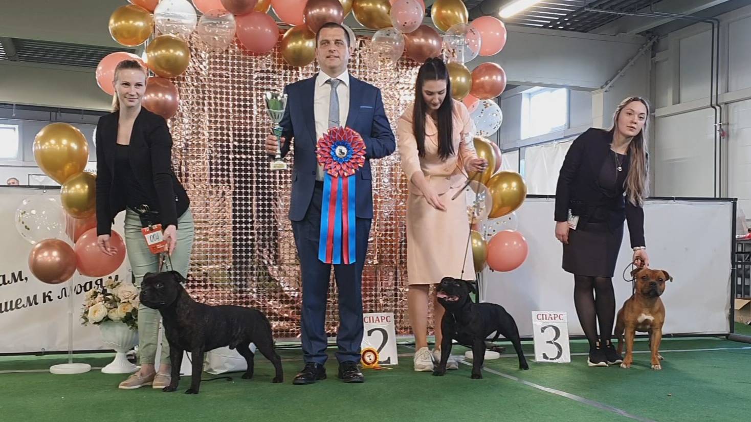 29.03.2025, СПб. Клуб "Спарс" (РКФ, РФСС). Моно СТАФФОРДШИРСКИЙ БУЛЬТЕРЬЕР смотреть онлайн