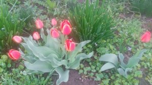 VID_20250405_145016.mp4