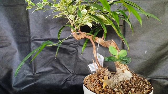 √12 фикус 112 (Бонсай)