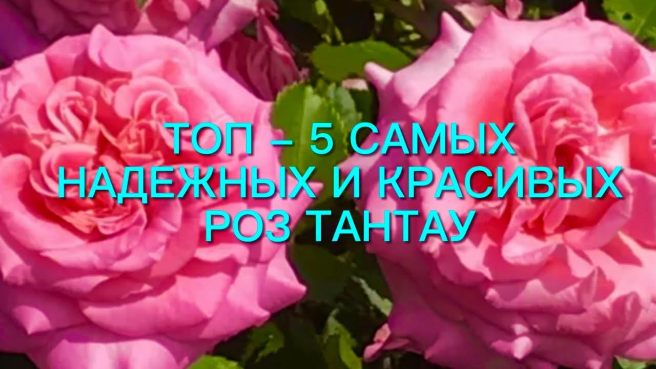 Лучше роз могут быть только Розы!!! Красавицы Тантау в моем саду. Часть 2 смотреть онлайн