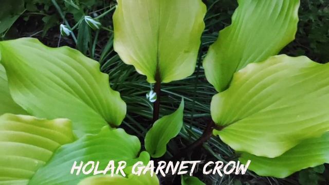 Хоста Holar Garnet Crow...утро.. вечер..#hosta #хоста #сорта #коллекция смотреть онлайн