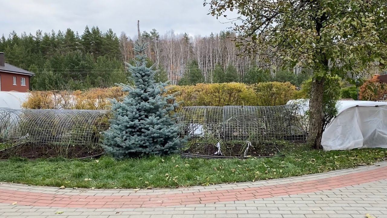 Это важно для Вас!!! Шквал вопросов об укрытии роз. Отвечаю на главные из них. смотреть онлайн