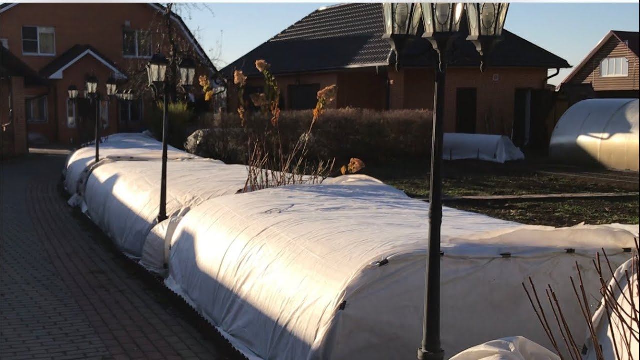 Розы. Новый метод укрытия розария. Обращение к производителям роз. смотреть онлайн