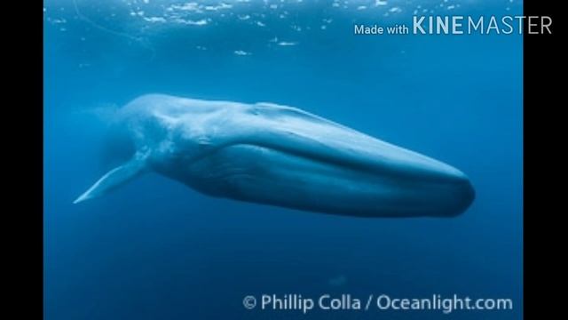 Class 8, GK--Planets, Mammals смотреть онлайн