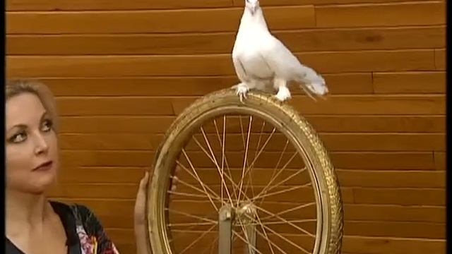 SUZ JENIA ANITA смотреть онлайн