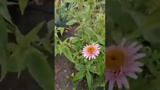 Ехінацея рожева - Echinacea rosea Razzmatazz смотреть онлайн