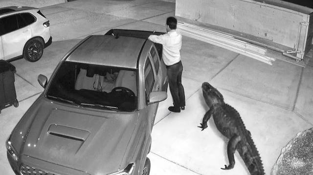 Дикие животные, вторгающиеся в города, сняты на камеру смотреть онлайн