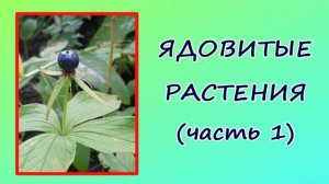 Ядовитые растения России: волчье лыко, ландыш, вороний глаз (3 класс, окружающий мир).