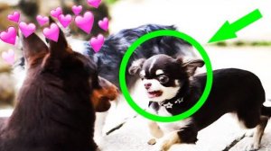 Юми Чу объявляет войну! Эйван и Софи в шоке! 😱⚔️