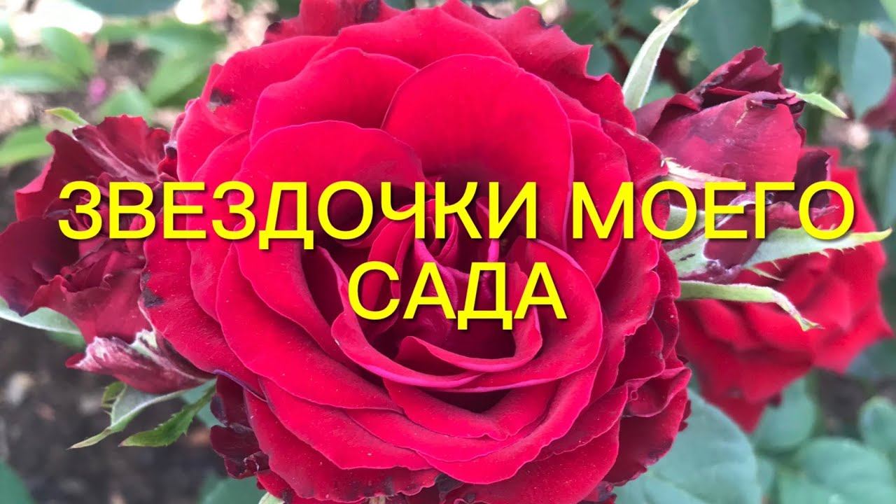 Розы. Звездочки моего сада. Поднимем немного настроение. смотреть онлайн