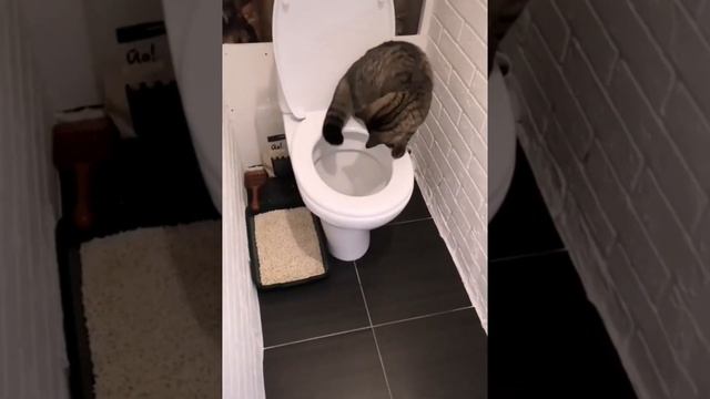 Кот-сантехник. смотреть онлайн