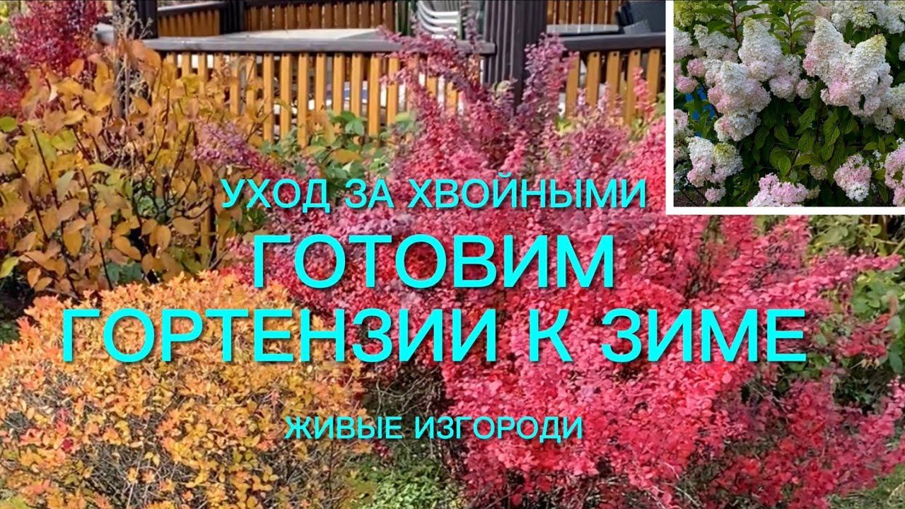 Нужно ли осенью делать обрезку гортензии метельчатой??? Уход за хвойными и живой изгородью. смотреть онлайн