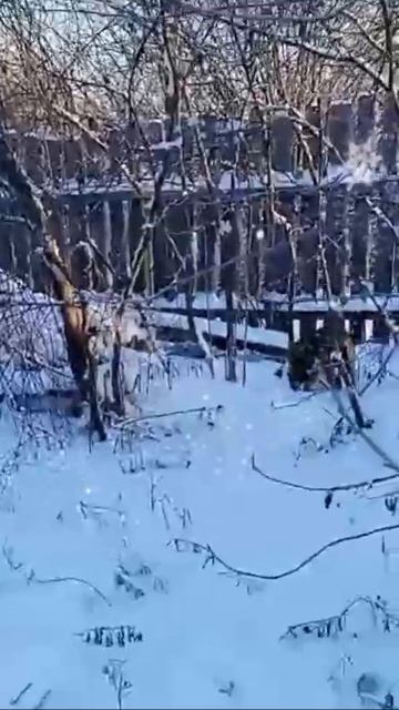 Рэкс смотреть онлайн