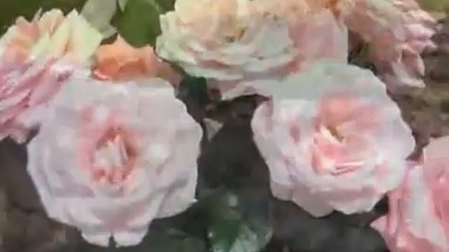 Ландшафтный дизайн