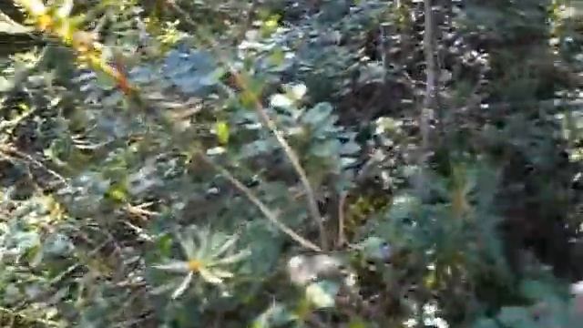 ДИБУНЫ 2012 2 смотреть онлайн