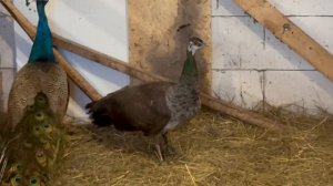 ПРИЮТИЛИ ПАВЛИНОВ-2