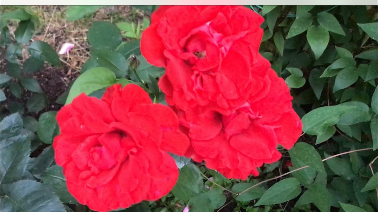 Розы. Как прекрасен этот Садовый рай!!! смотреть онлайн