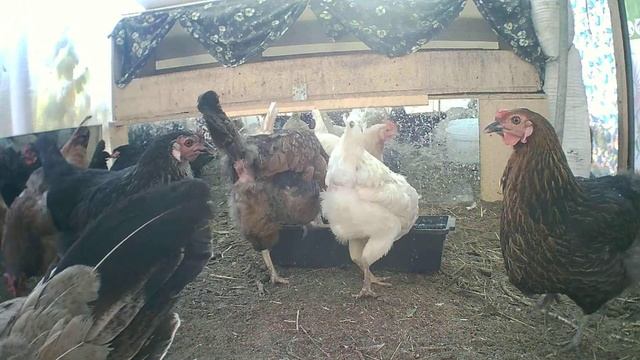 Куры несушки онлайн ч.1 смотреть онлайн