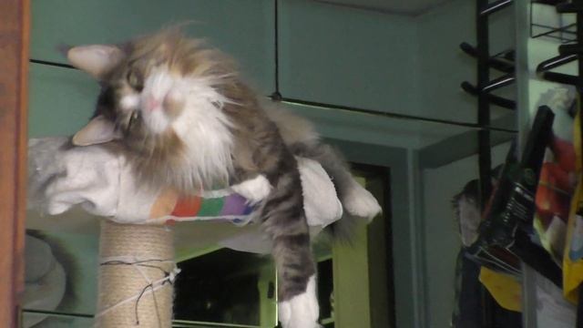 Main Coon Feromon Forest Rich смотреть онлайн