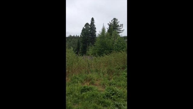 Многолетние растения / 31 мая 2016 год. смотреть онлайн