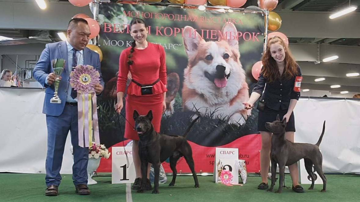 29.03.2025, СПб. Клуб "Спарс" (РКФ, РФСС). Моно ТАЙСКИЙ РИДЖБЕК смотреть онлайн