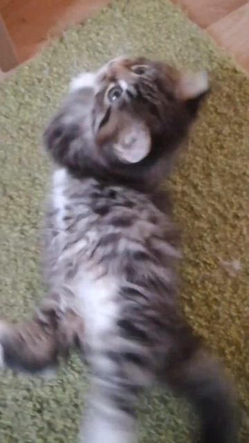 siberian kitty. Сибирский котенок. питомник сибирских кошек смотреть онлайн