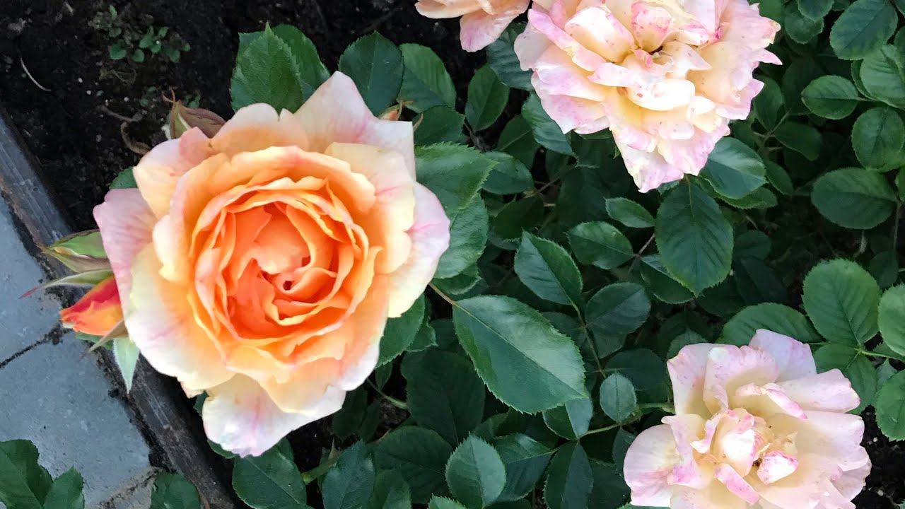 Розы. Летняя посадка- результат. Не теряем время .... смотреть онлайн