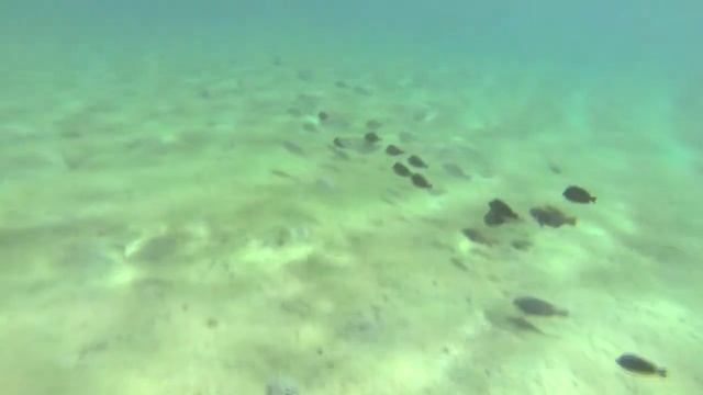EGYPT | MARSA ALAM | 2014 | HOLIDAYS смотреть онлайн