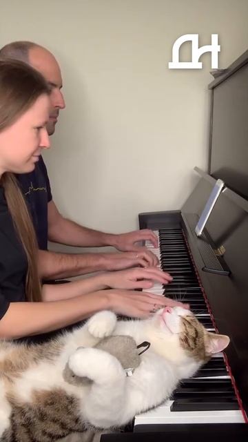 Добрые новости - Кот Комфорт