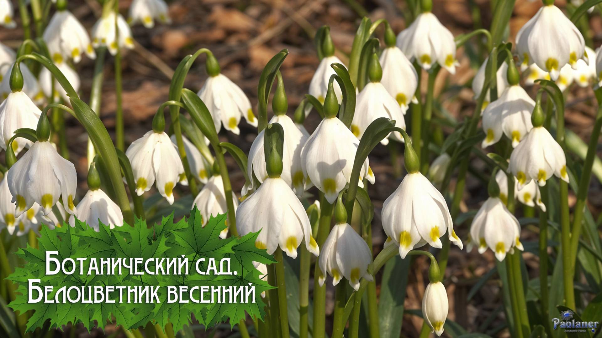 Ботанический сад. Белоцветник весенний (2025) смотреть онлайн