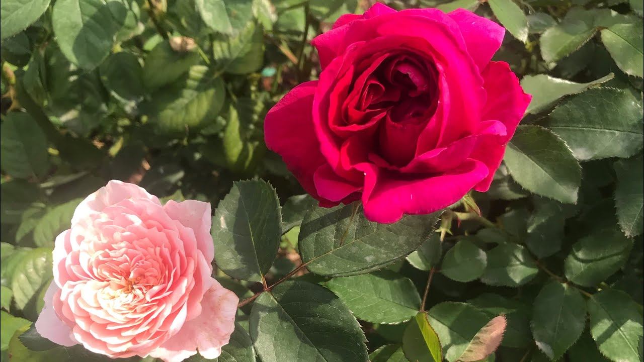 Розы в вечернем саду. смотреть онлайн