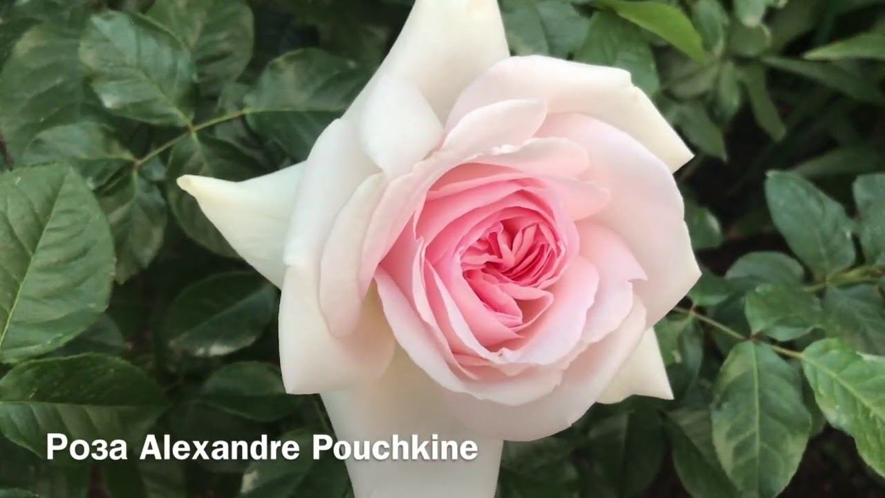 Розы: Chandos Beauty, Alexandre Pouchkine, Crocus Rose, Wollerton Old Hall. смотреть онлайн