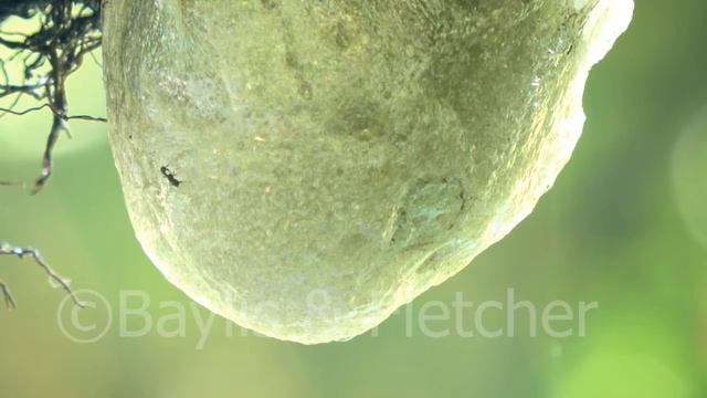 Four-lined tree frog, Malaysia. 20190206_125600.uhd смотреть онлайн
