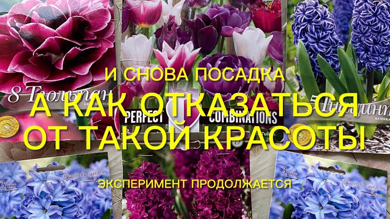 Посадка в контейнеры гиацинтов и тюльпанов. Как остановиться??? Посмотрите какая красота!!! смотреть онлайн