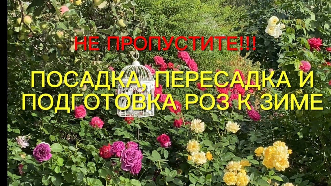 Розы. Важно!!! Не пропустите!!!Посадка, пересадка и подготовка роз к зиме. Отвечаю на Ваши вопросы. смотреть онлайн