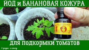 ЙОД и НАСТОЙКА БАНАНОВОЙ КОЖУРЫ — Супер средство для рассады томатов!