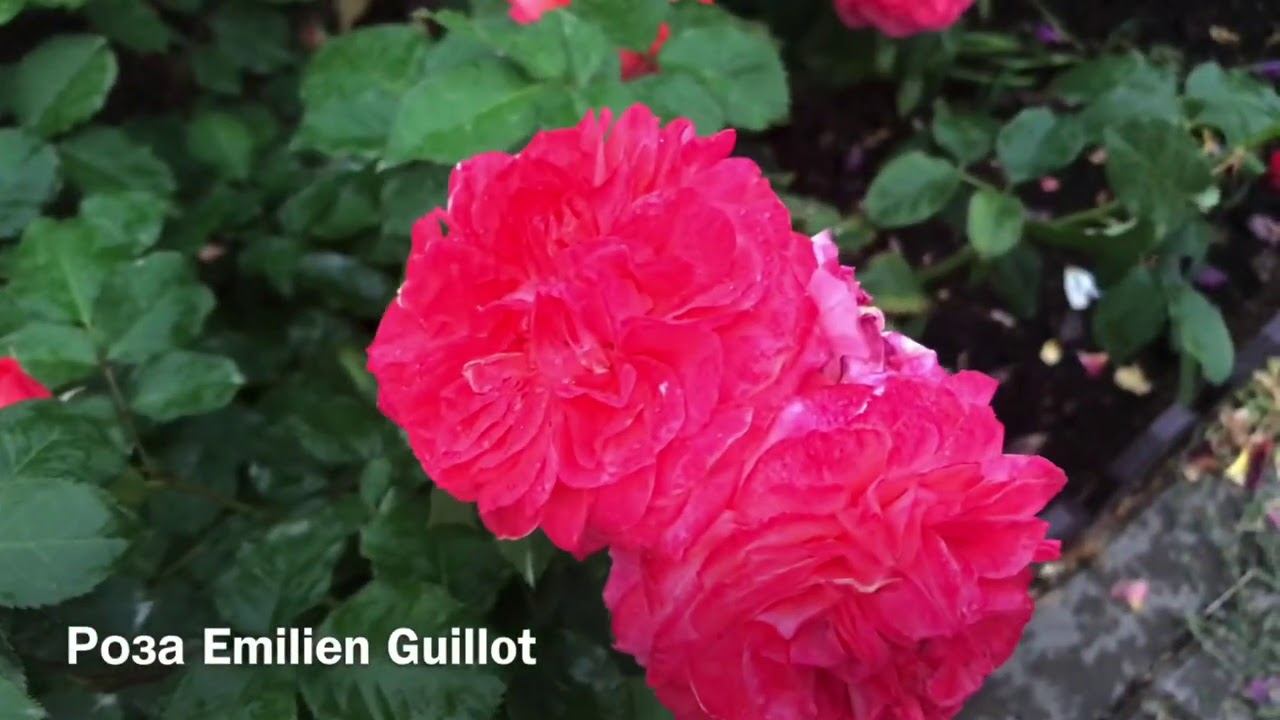 Розы. Осеннее цветение : Emilien Guillot, Aquarell. смотреть онлайн