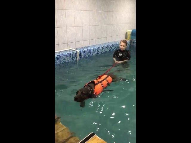 Акватренинг с баварской горной гончей