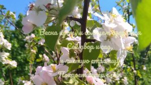 Благовещение. Стихи. Читает автор Мира Ольгина.