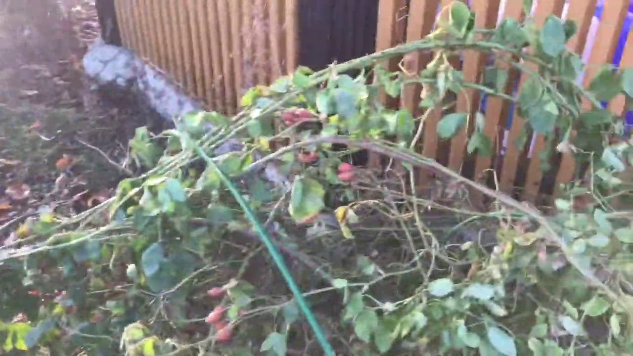 Розы. Прощанье с розовым сезоном.. Финальные штрихи укрытия роз. смотреть онлайн